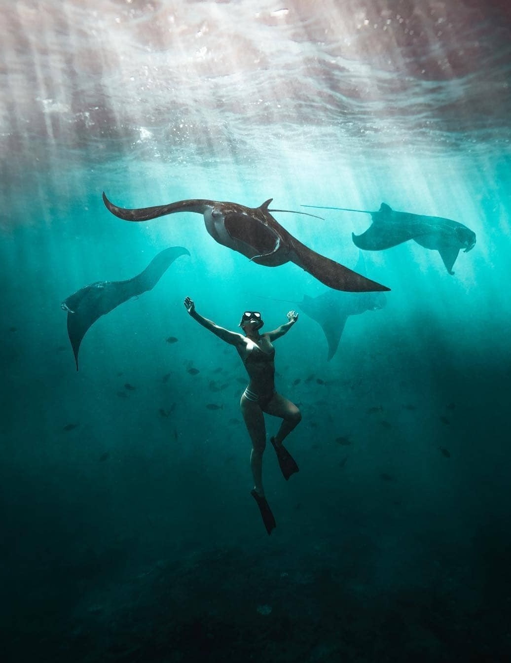 Snorkeling con Manta Rayas